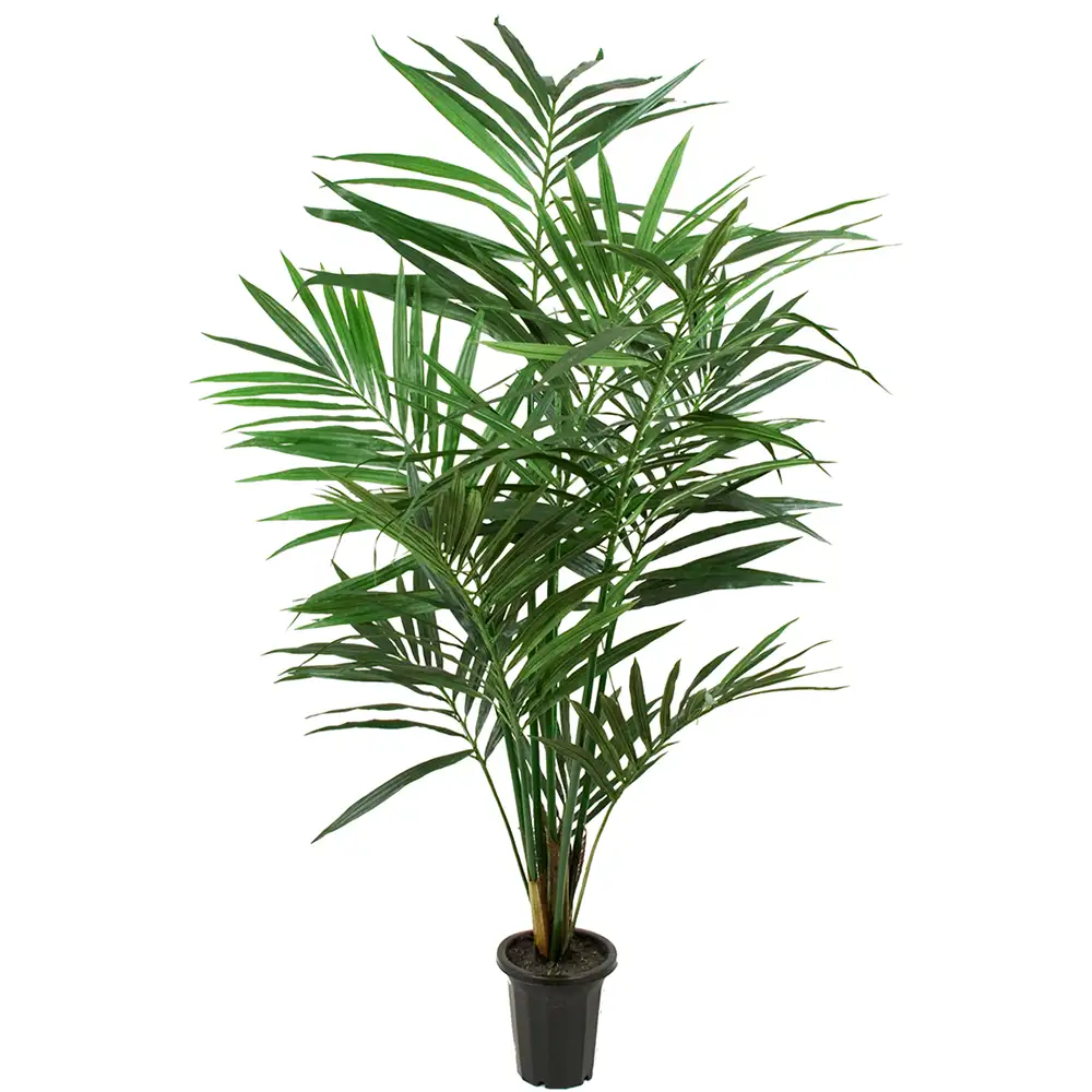 Mr Plant Kentia Palm 120 cm