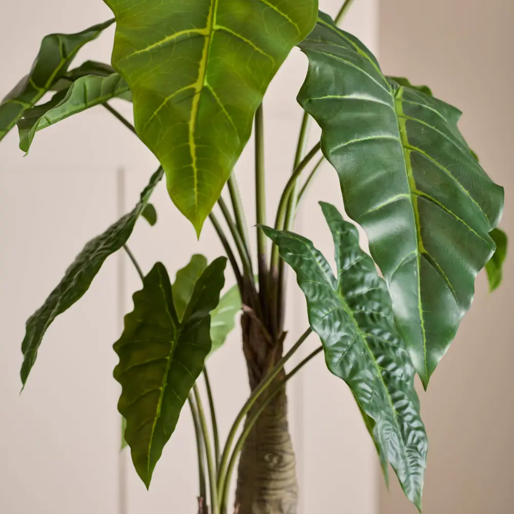 Alocasia Träd 120 cm