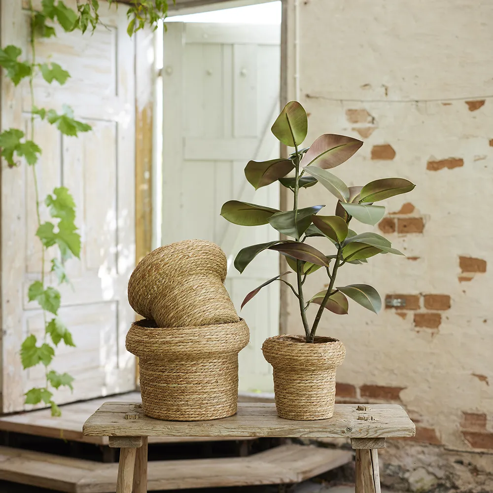 Fikus Elastica 120 cm 