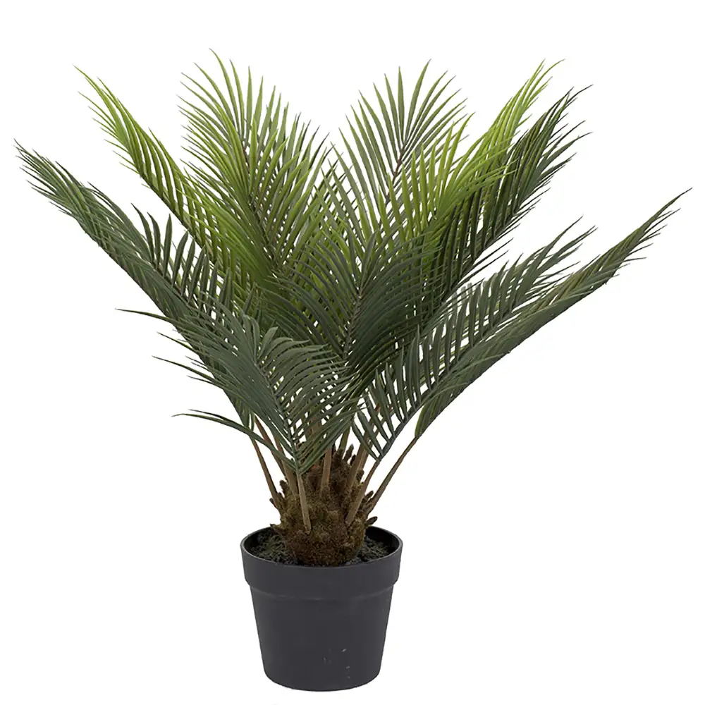 Cycas Krukväxt 60 cm 