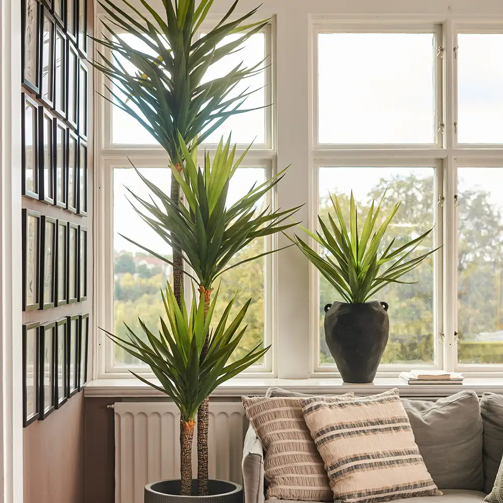 Yucca Rostrataträd 150 cm 