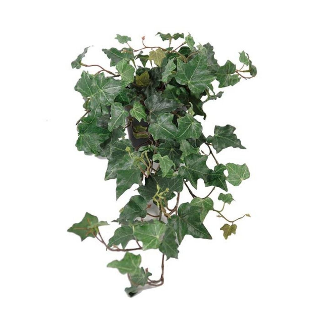Mr Plant, Murgröna Grön
