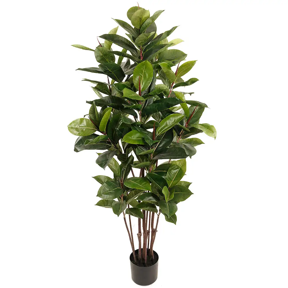 Mr Plant Fikus Robusta 150 cm