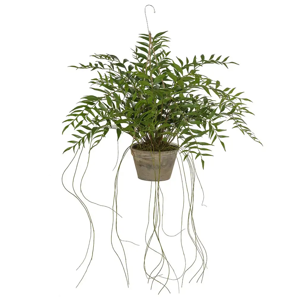 Mr Plant Hoya Hängväxt 65 cm Grön