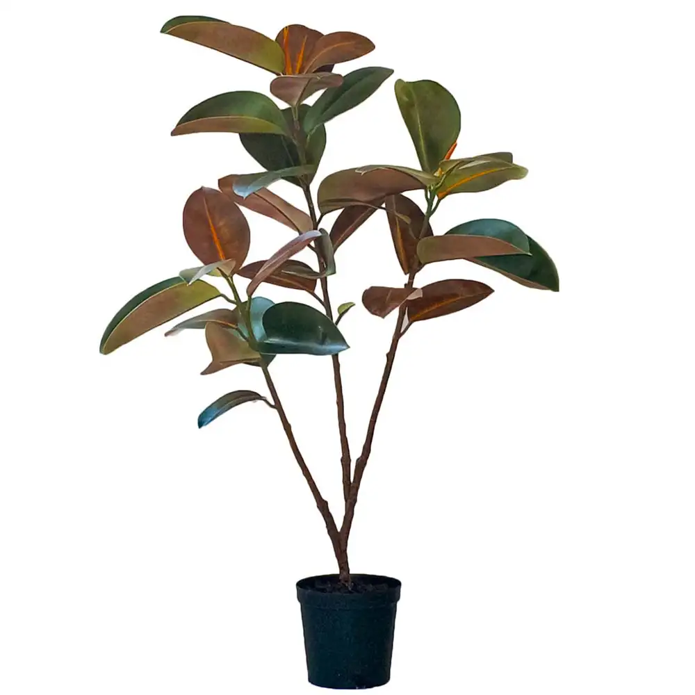 Mr Plant Fikus Elastica 210 cm