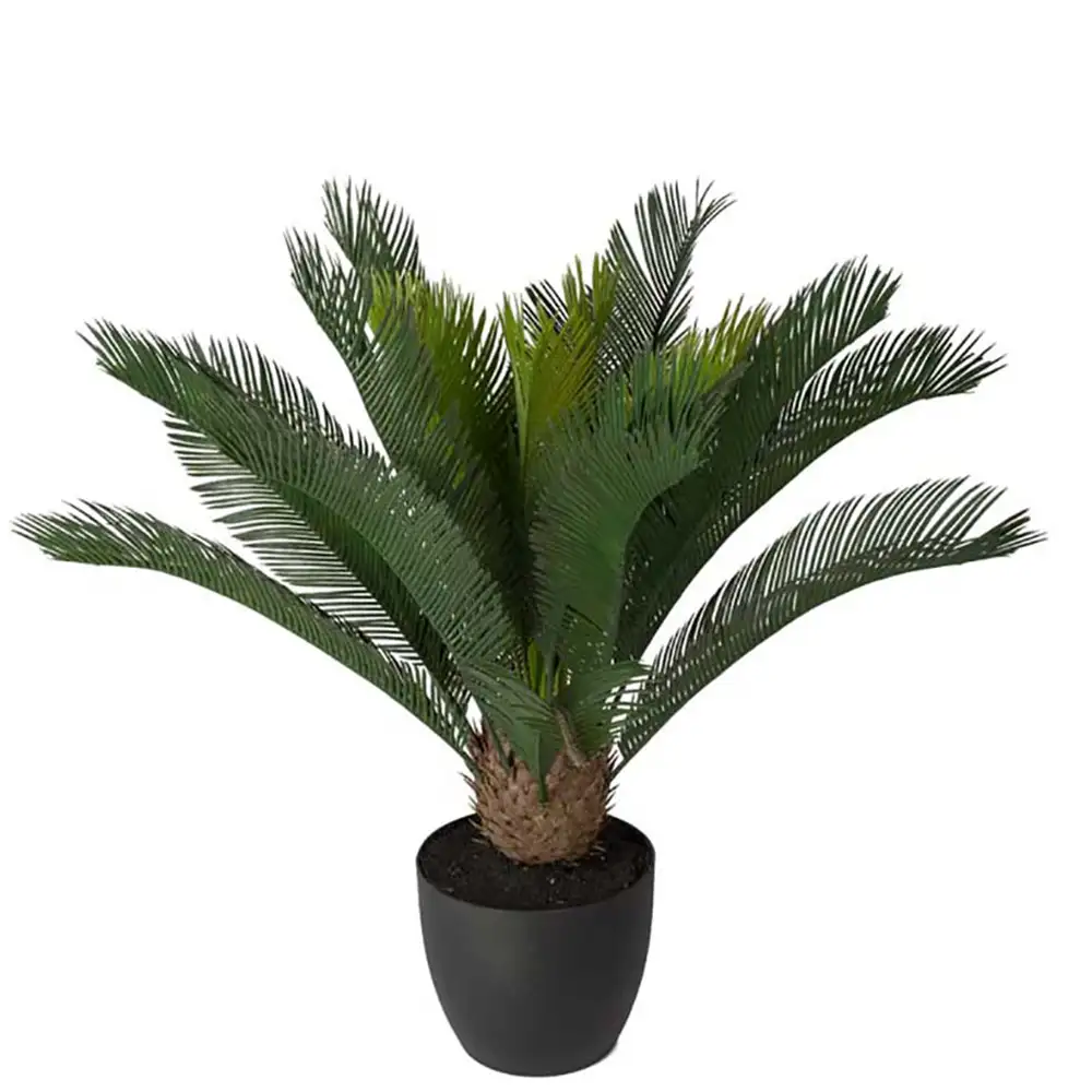 Mr Plant Cycas Krukväxt 70 cm