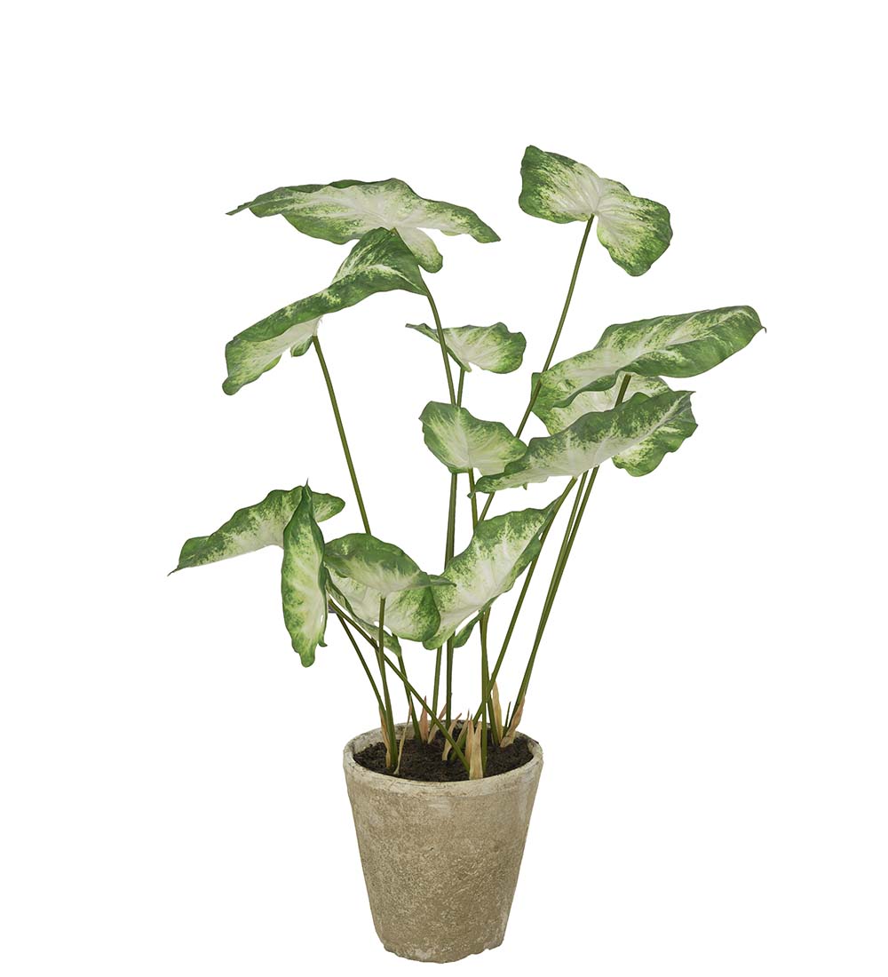 Mr Plant Caladium Krukväxt 80 cm