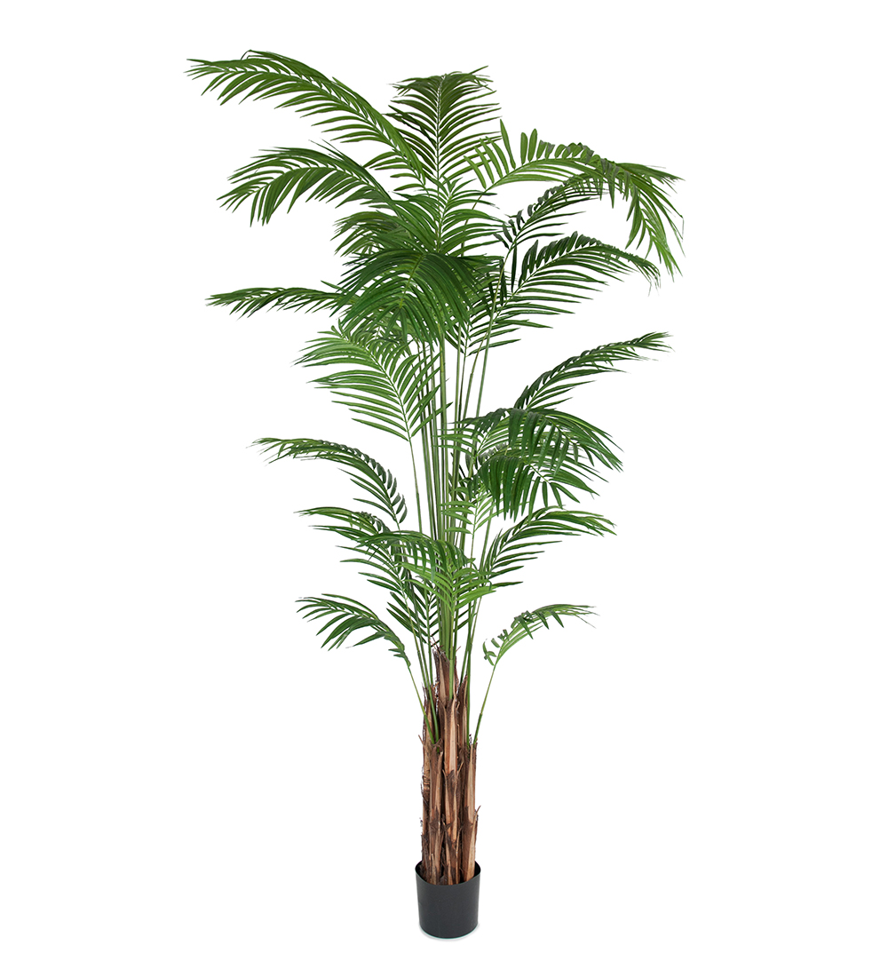 Mr Plant Areca Palm 270 cm
