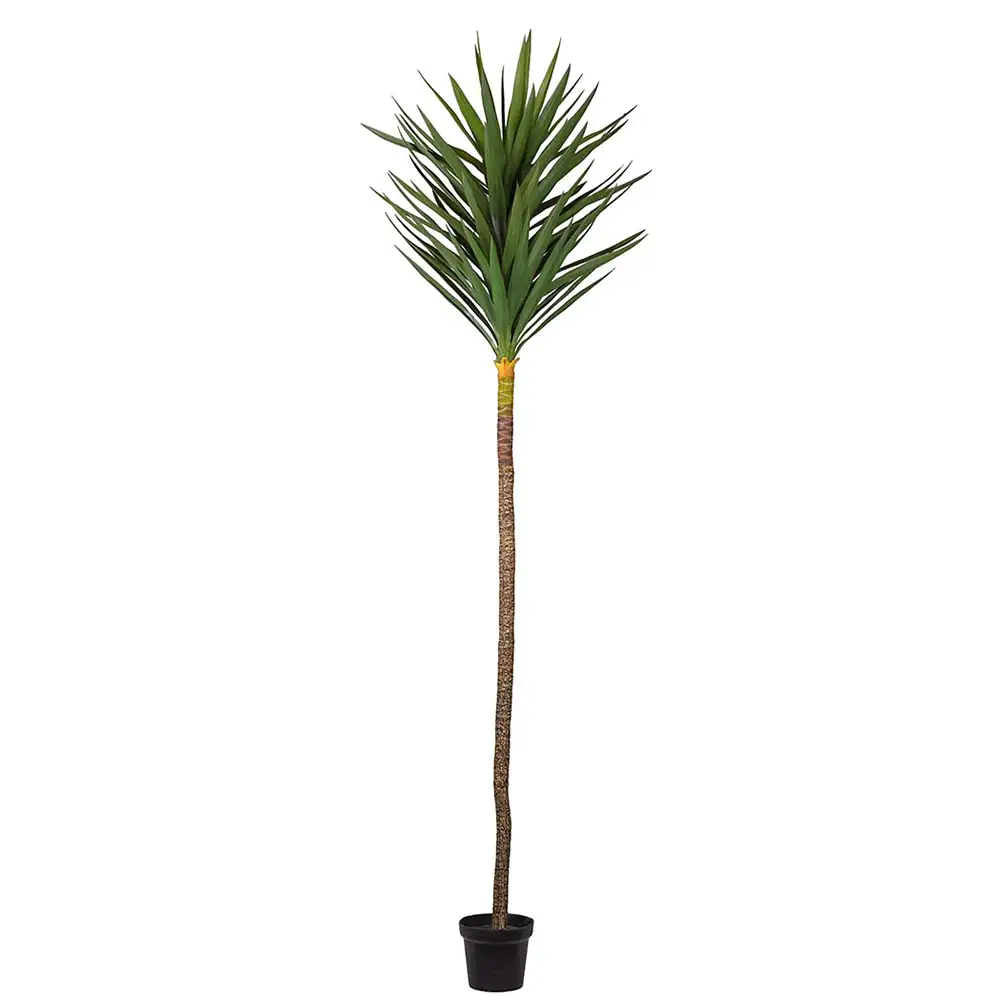 Mr Plant Yuccaträd 250 cm