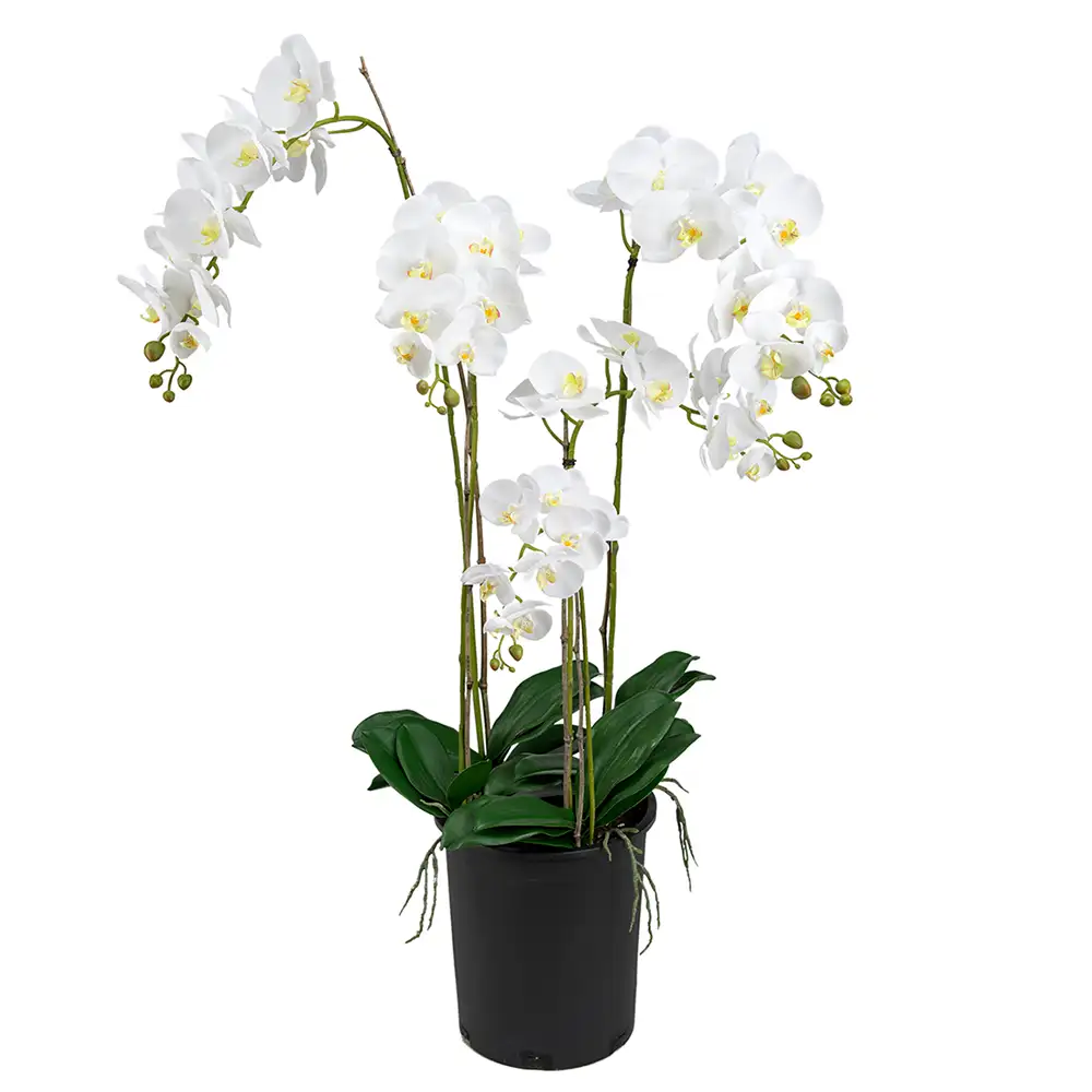 Mr Plant Phalaenopsis Orkidée 130 cm Vit