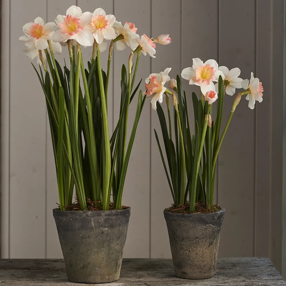 Alternativ bild 1 för Mr Plant, Narciss Krukväxt 70 cm Rosa