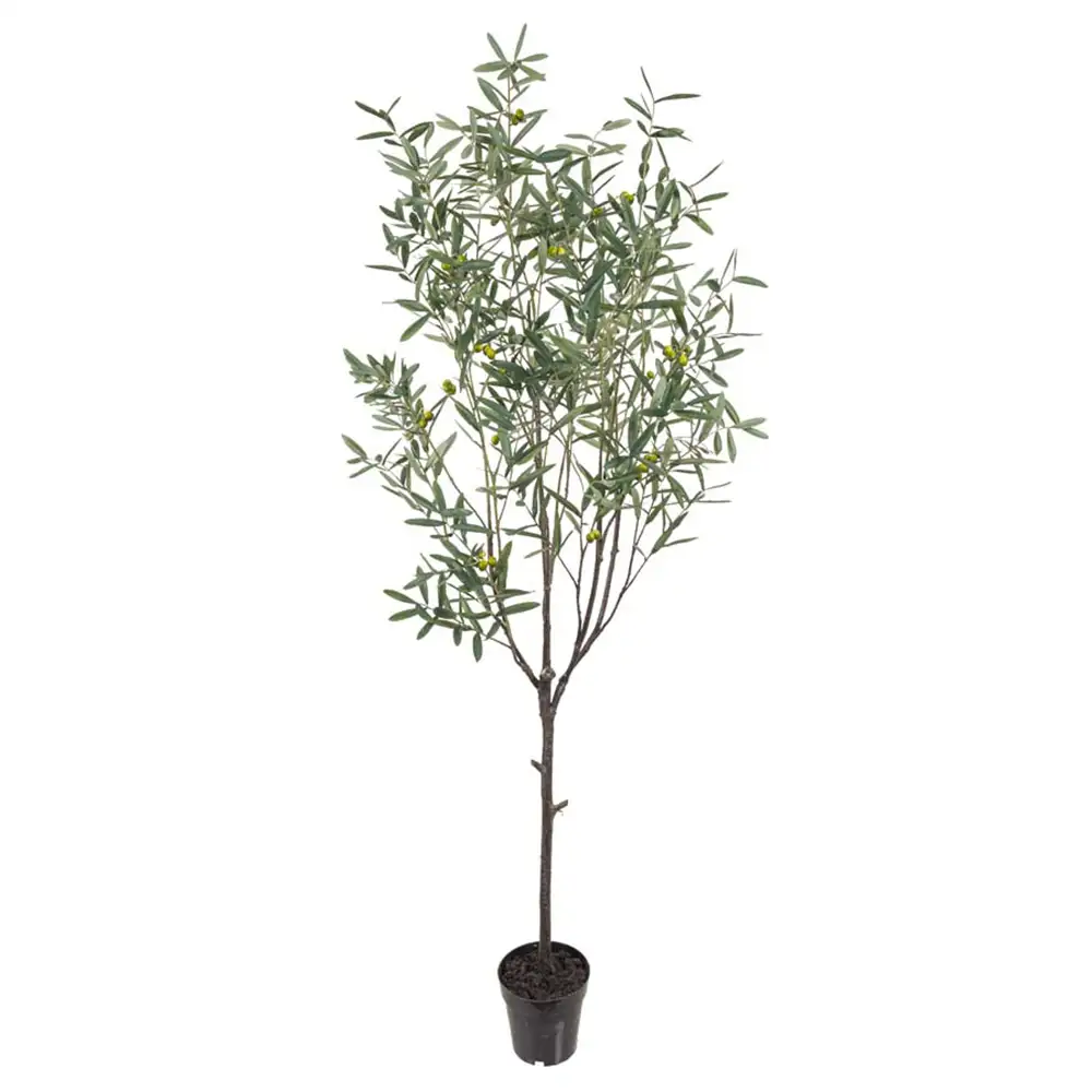 Mr Plant Olivträd 200 cm Grön