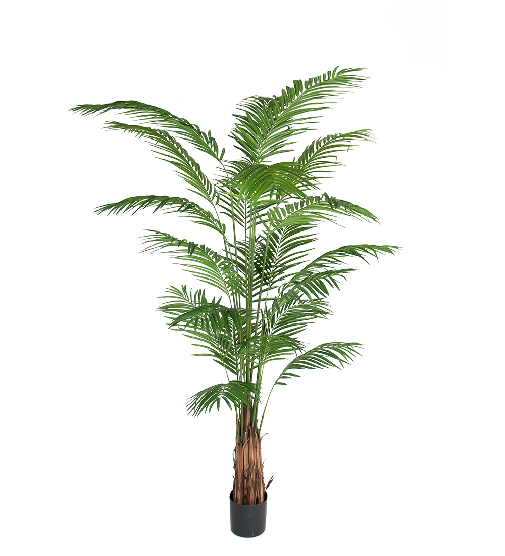Mr Plant Areca Palm 240 cm