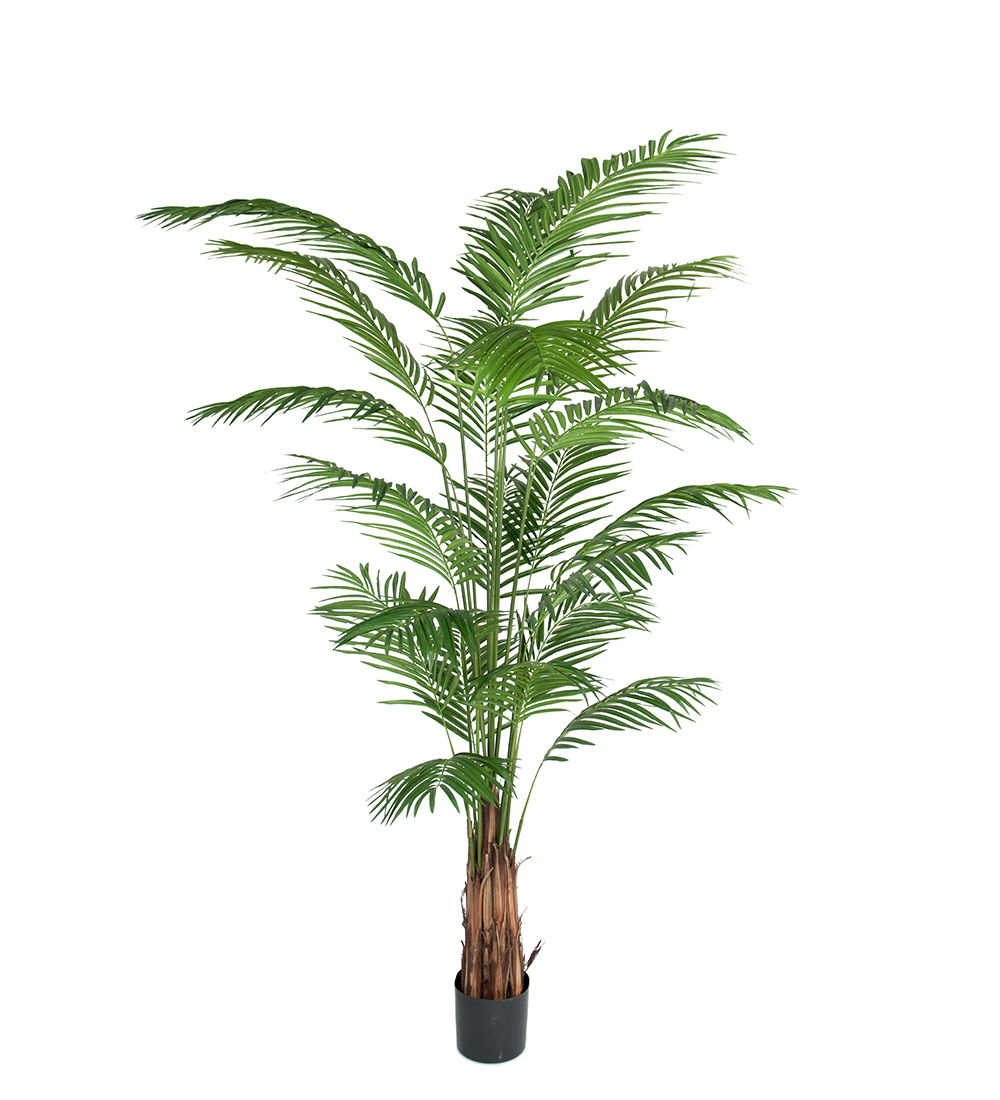 Produktfoto för Mr Plant, Areca Palm 240 cm