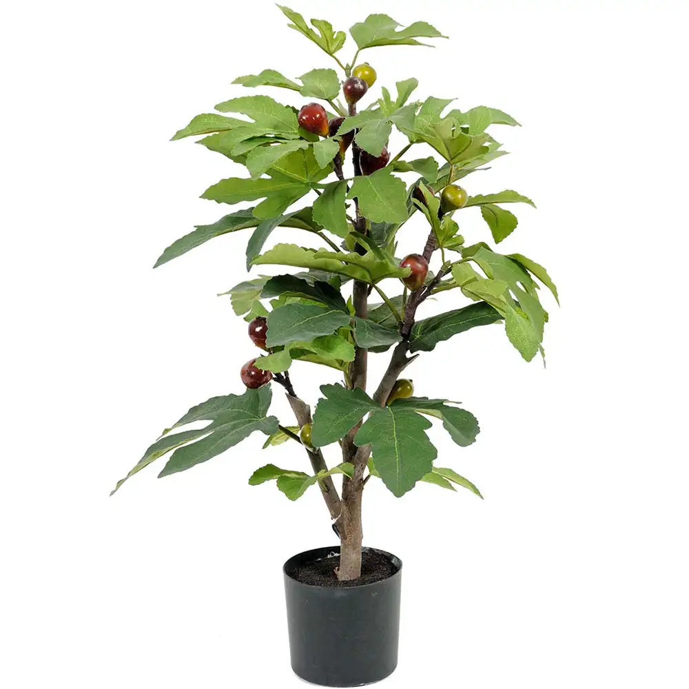 Mr Plant Fikon Krukväxt 65 cm