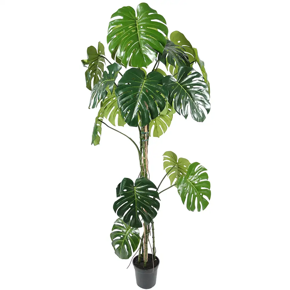 Mr Plant Monstera 180 cm