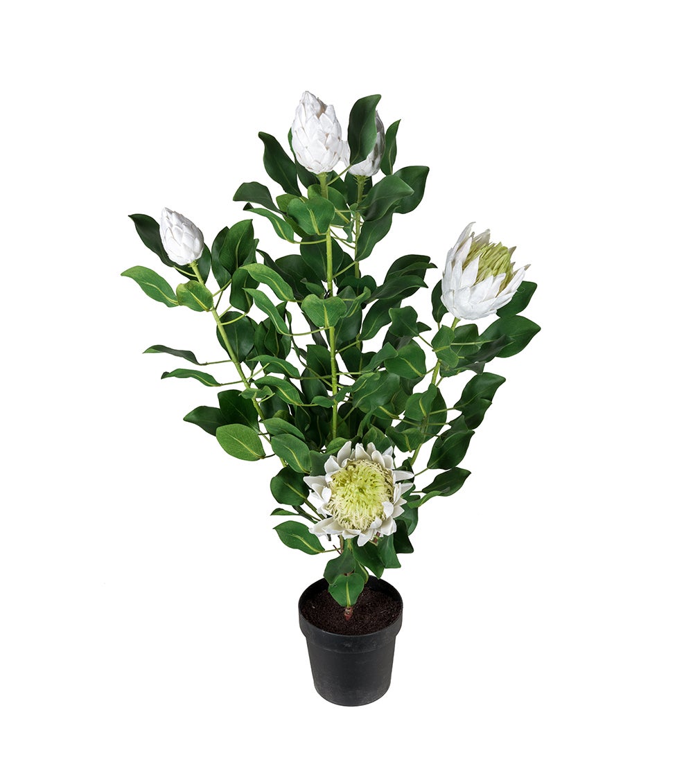 Mr Plant, Protea Krukväxt 120 cm Vit