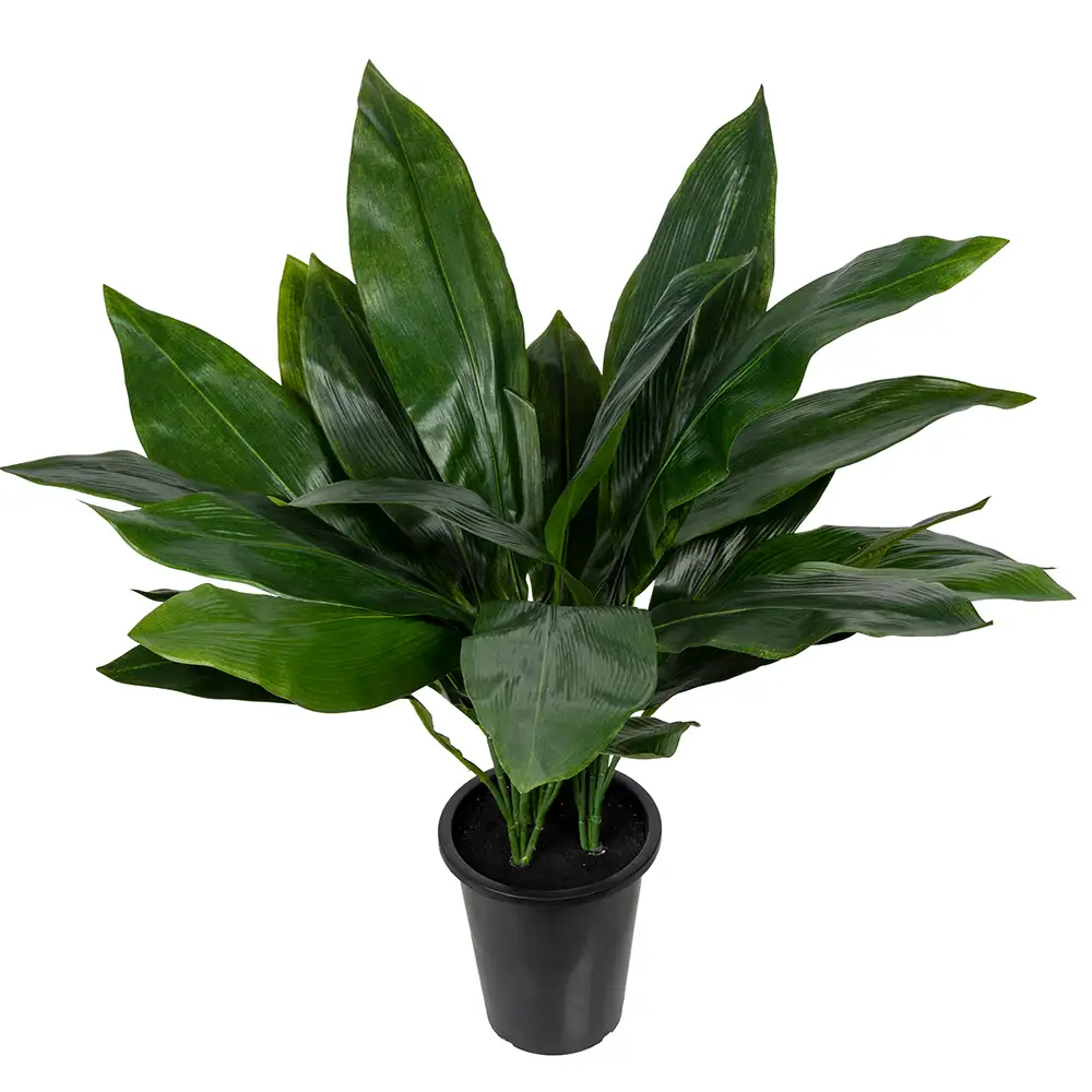 Mr Plant Aspidistra Krukväxt 75 cm