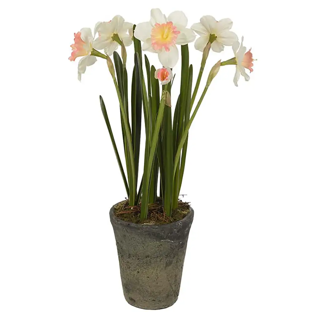 Mr Plant Narciss Krukväxt 55 cm Rosa