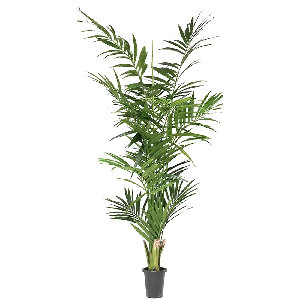 Produktfoto för Mr Plant, Kentia Palm 210 cm