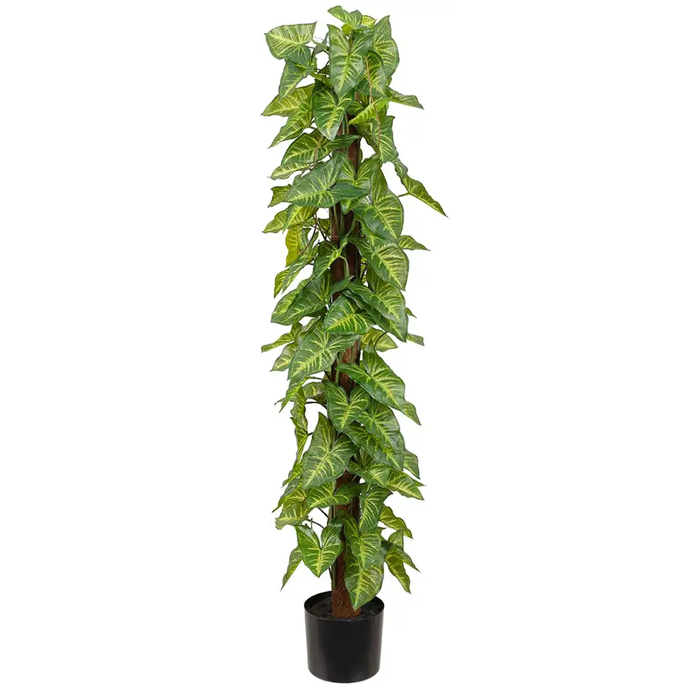 Mr Plant Gåsfotträd 120 cm