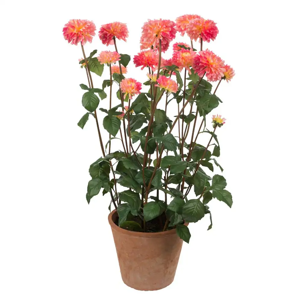 Mr Plant Dahlia Krukväxt 100 cm Rosa
