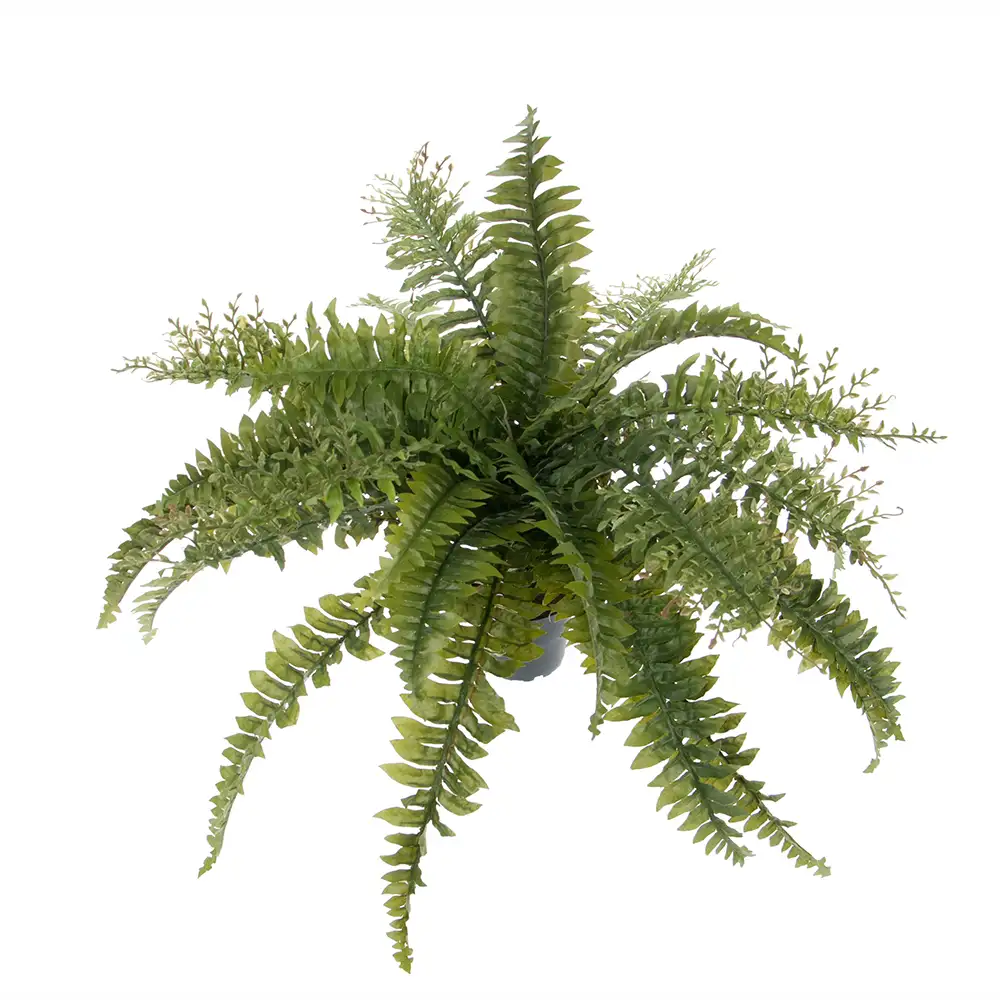 Mr Plant Ormbunke 45 cm Grön