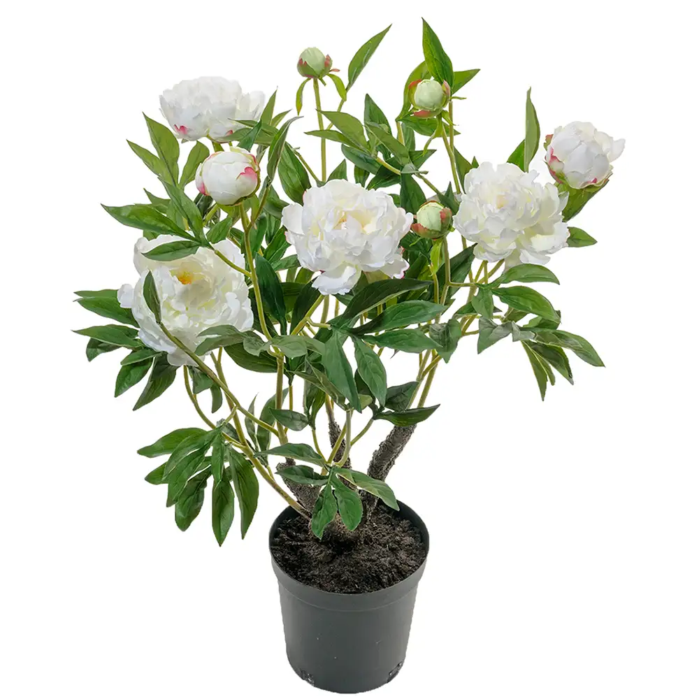 Mr Plant, Pion Krukväxt 80 cm Vit