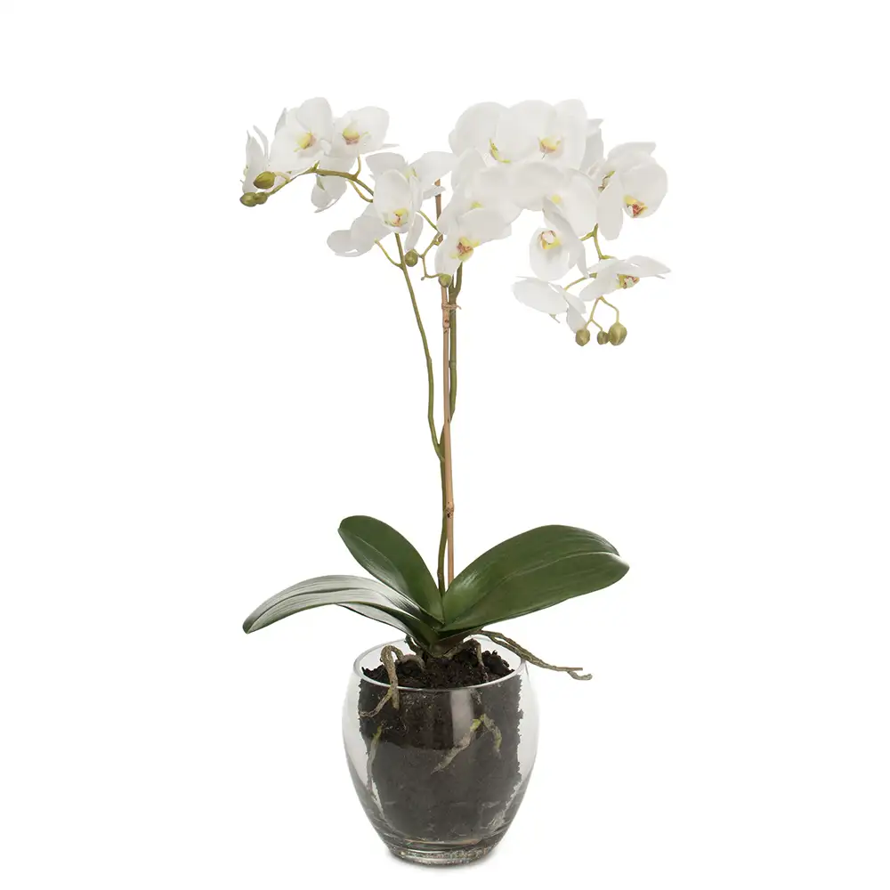 Phalaenopsis Orkidée 65 cm Vit 